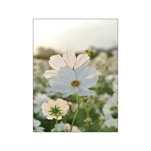 Poster Nature Fleurs Blanches
