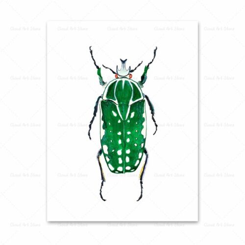 Poster Nature Insecte Vert